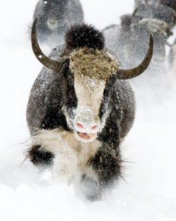 royal pack yak Temba running in snow Spring Brook Ranch